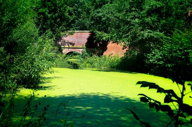 Téléchargement gratuit de Nature Green Beautiful - photo ou image gratuite à modifier avec l'éditeur d'images en ligne GIMP