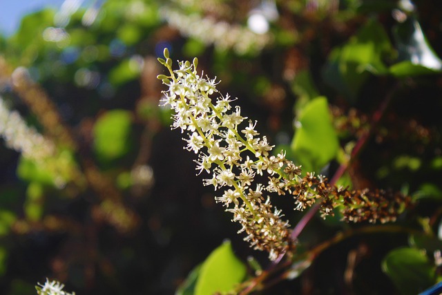 Free download nature green botany growth plant free picture to be edited with GIMP free online image editor