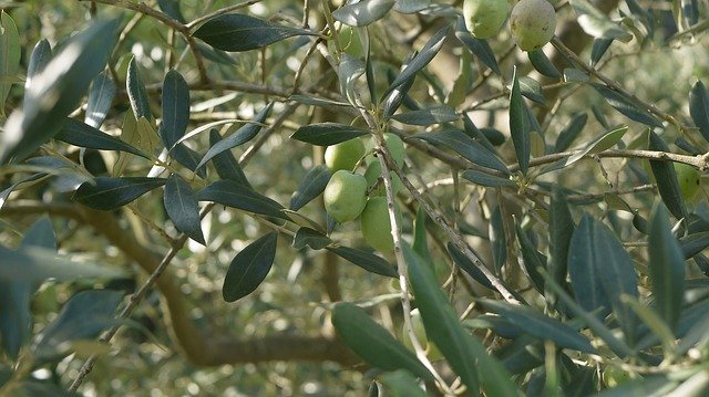 Muat turun percuma Nature Green Ecology Trees Close - foto atau gambar percuma untuk diedit dengan editor imej dalam talian GIMP