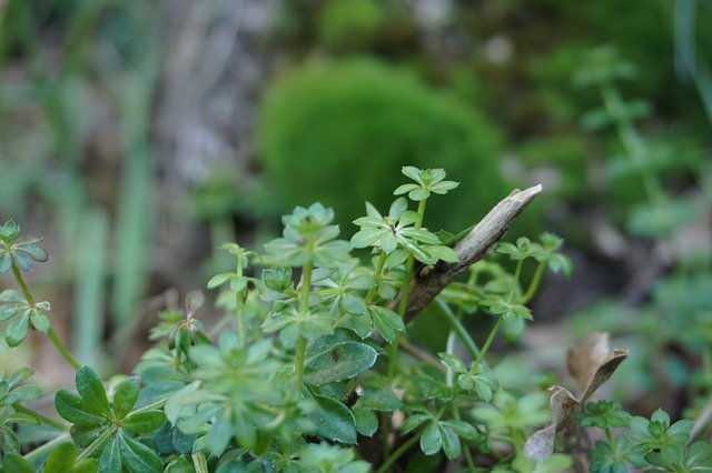Free download Nature Green Foam -  free photo or picture to be edited with GIMP online image editor