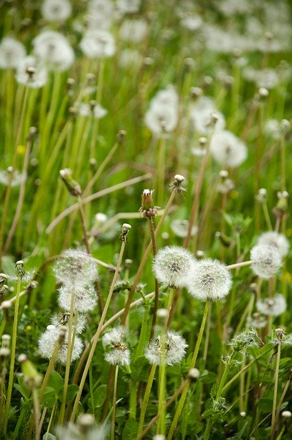 Free download Nature Green Foliage -  free photo or picture to be edited with GIMP online image editor