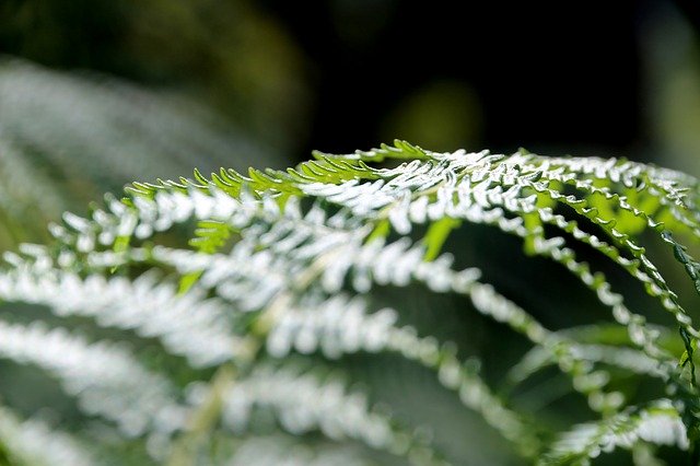 הורדה חינם Nature Green Forest תבנית תמונה בחינם לעריכה עם עורך התמונות המקוון GIMP
