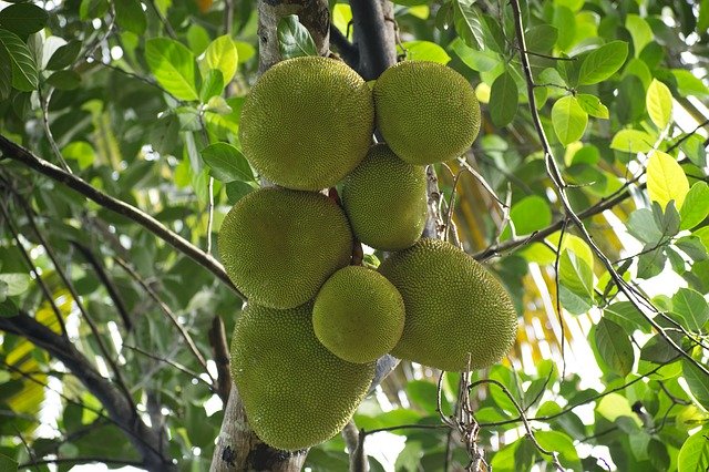 Free download Nature Green Jack Fruits Kerala -  free photo or picture to be edited with GIMP online image editor
