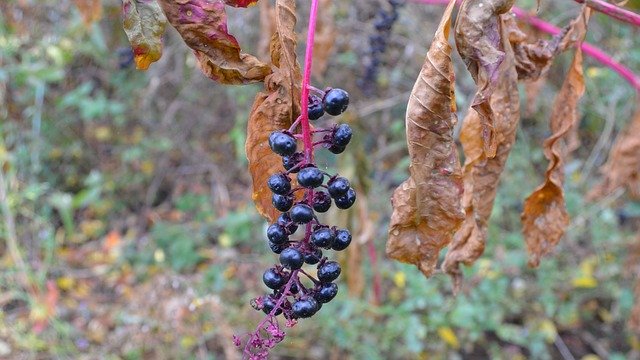 NatureGreenLeavesを無料でダウンロード-GIMPオンライン画像エディタで編集できる無料の写真または画像