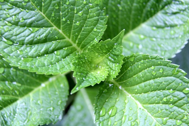 Free download nature green leaves green leaf free picture to be edited with GIMP free online image editor