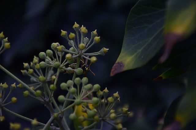 Free download Nature Green Natural -  free photo or picture to be edited with GIMP online image editor