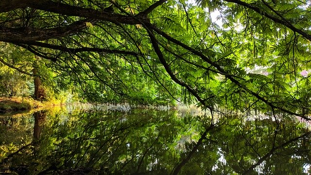 Bezpłatne pobieranie Nature Green Water - bezpłatne zdjęcie lub obraz do edycji za pomocą internetowego edytora obrazów GIMP