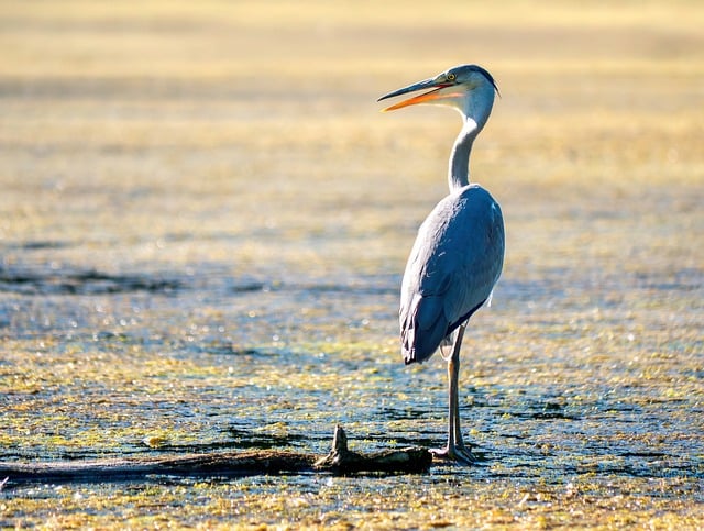 Free download nature grey heron bird heron free picture to be edited with GIMP free online image editor
