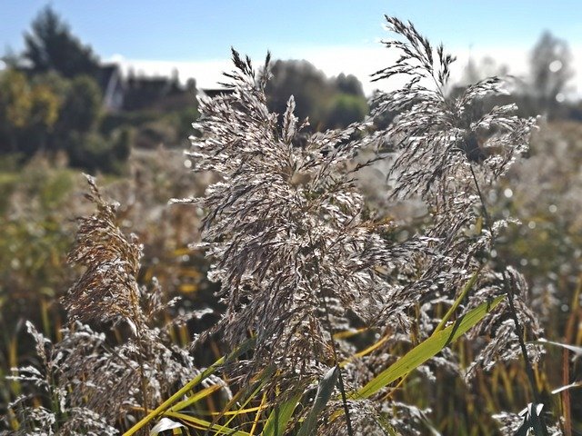 Gratis download Nature Grou Friesland Reed - gratis foto of afbeelding om te bewerken met GIMP online afbeeldingseditor