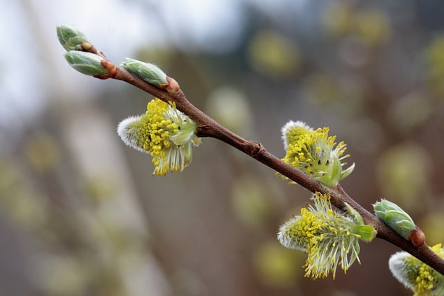 Free download nature growth botany macro plant free picture to be edited with GIMP free online image editor