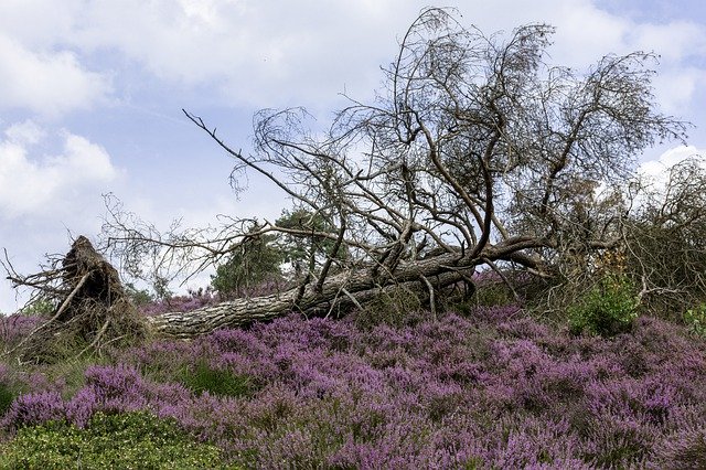 Free download Nature Heide Landscape -  free photo or picture to be edited with GIMP online image editor