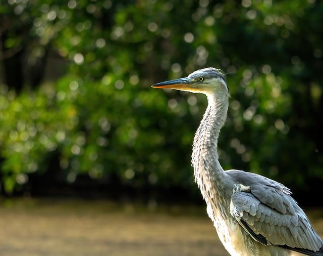 Free download nature heron bird wildlife animal free picture to be edited with GIMP free online image editor