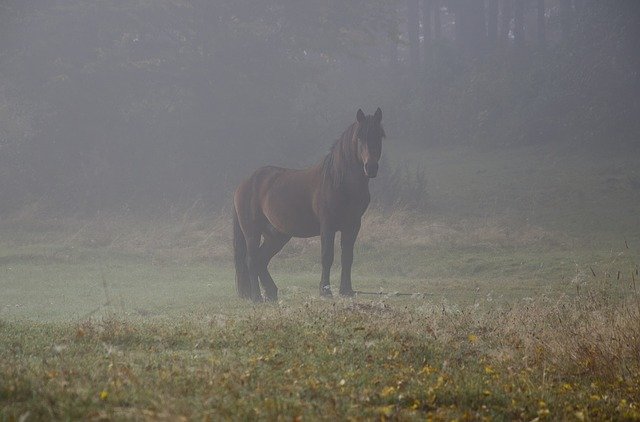 Free download Nature Horse Montenegro free photo template to be edited with GIMP online image editor