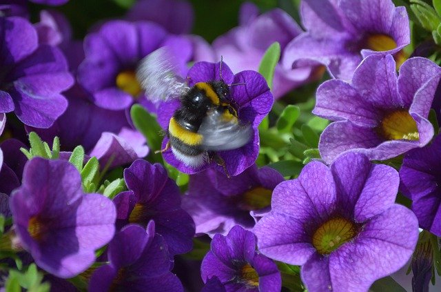 Download gratuito Natura Hummel Flowers - foto o immagine gratuita da modificare con l'editor di immagini online di GIMP