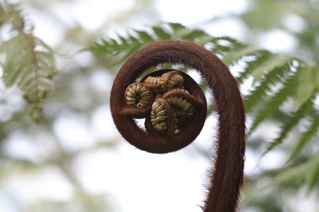 Nature Incomplete Tree സൗജന്യ ഡൗൺലോഡ് - GIMP ഓൺലൈൻ ഇമേജ് എഡിറ്റർ ഉപയോഗിച്ച് എഡിറ്റ് ചെയ്യേണ്ട സൗജന്യ ഫോട്ടോയോ ചിത്രമോ