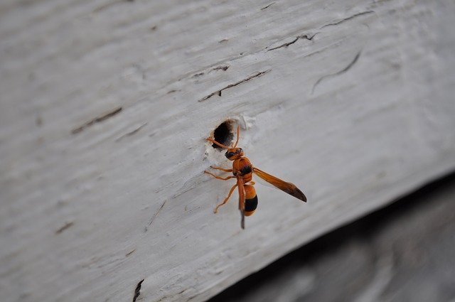 Téléchargement gratuit Nature Insecte Animal - photo ou image gratuite à éditer avec l'éditeur d'images en ligne GIMP