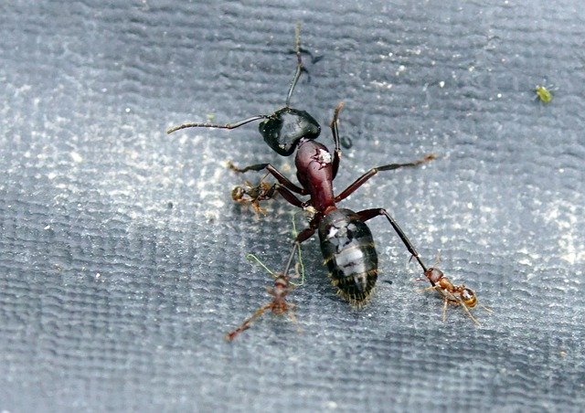 ดาวน์โหลดฟรี Nature Insect Ant - ภาพถ่ายหรือรูปภาพฟรีที่จะแก้ไขด้วยโปรแกรมแก้ไขรูปภาพออนไลน์ GIMP
