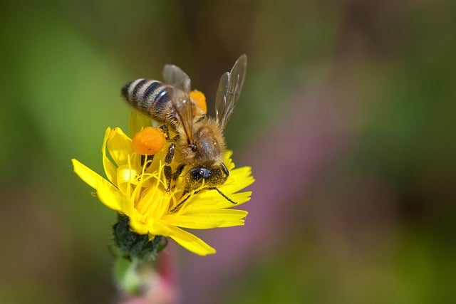 免费下载自然昆虫蜜蜂特写免费图片，使用 GIMP 免费在线图像编辑器进行编辑