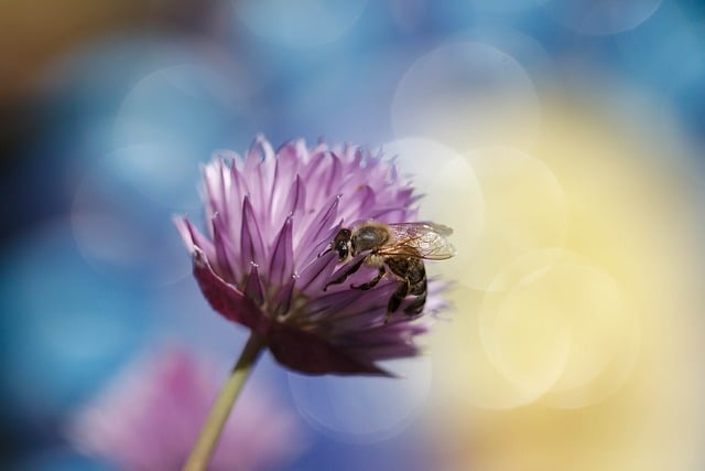 Téléchargement gratuit d'une image gratuite en gros plan d'abeille d'insecte de nature à modifier avec l'éditeur d'images en ligne gratuit GIMP