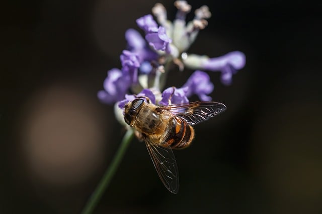 Free download nature insect bee muckbee close up free picture to be edited with GIMP free online image editor