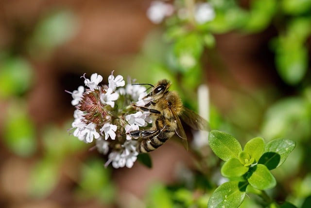 Free download nature insect bee pollination free picture to be edited with GIMP free online image editor