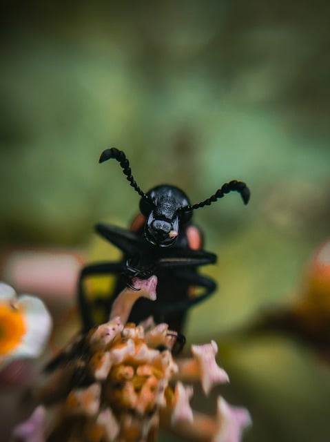 Free download nature insect bug garden flower free picture to be edited with GIMP free online image editor