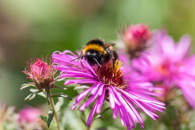 Free download nature insect bumblebee flower free picture to be edited with GIMP free online image editor