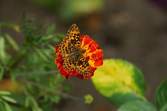 Free download Nature Insect Butterfly Perleťovec -  free photo or picture to be edited with GIMP online image editor