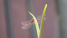 Free download Nature Insect Dragonfly -  free photo or picture to be edited with GIMP online image editor