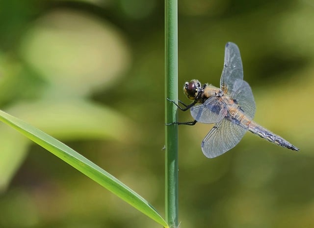 Free download nature insect dragon fly close up free picture to be edited with GIMP free online image editor