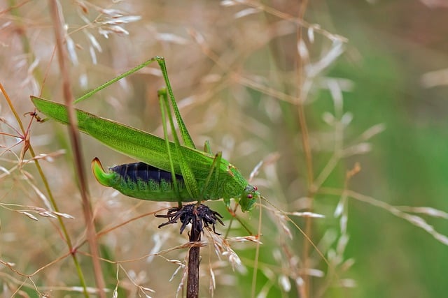 Free download nature insect entomology species free picture to be edited with GIMP free online image editor