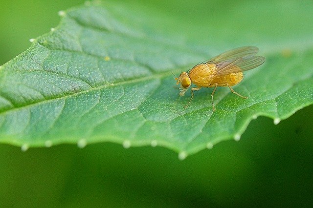 Téléchargement gratuit Nature Insect Fly Fruit - photo ou image gratuite à éditer avec l'éditeur d'images en ligne GIMP