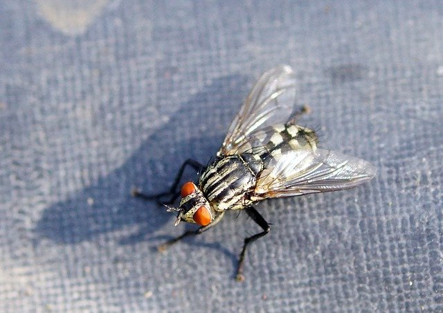 Gratis download Nature Insect Fly Kuklice - gratis foto of afbeelding om te bewerken met GIMP online afbeeldingseditor