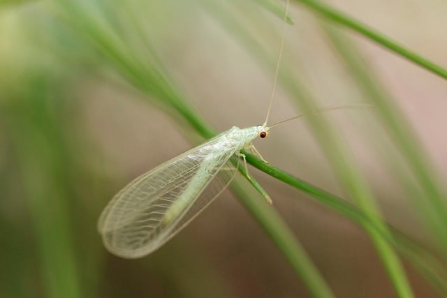 Free download nature insect fly lacewing free picture to be edited with GIMP free online image editor