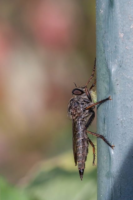 Free download nature insect fly predator fly free picture to be edited with GIMP free online image editor