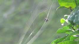 Free download Nature Insect Spider -  free video to be edited with OpenShot online video editor
