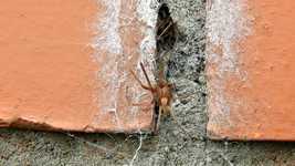 Free download Nature Insects Spiders -  free video to be edited with OpenShot online video editor