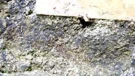 Free download Nature Insects Work -  free video to be edited with OpenShot online video editor