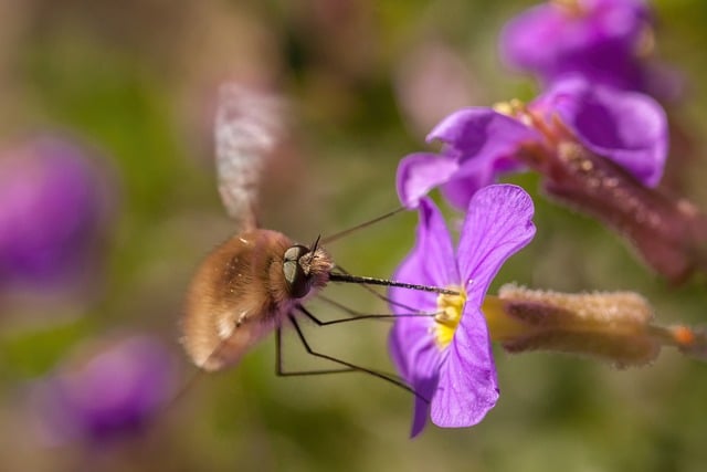 Free download nature insect wollschweber close up free picture to be edited with GIMP free online image editor