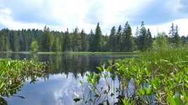 Free download Nature Lake Forest -  free video to be edited with OpenShot online video editor