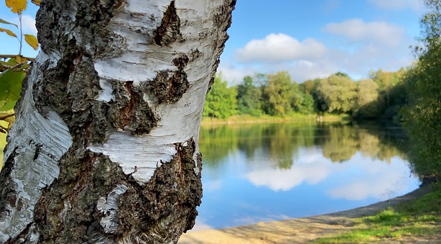 Free download nature lake tree summer day free picture to be edited with GIMP free online image editor