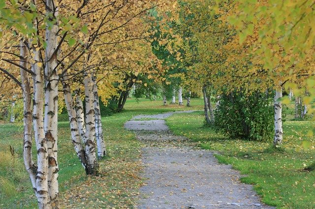 Muat turun percuma Nature Landscape Autumn Birch - foto atau gambar percuma untuk diedit dengan editor imej dalam talian GIMP