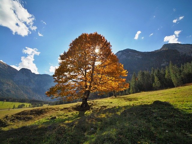 免费下载自然风景秋天枫树 - 使用 GIMP 在线图像编辑器编辑的免费照片或图片