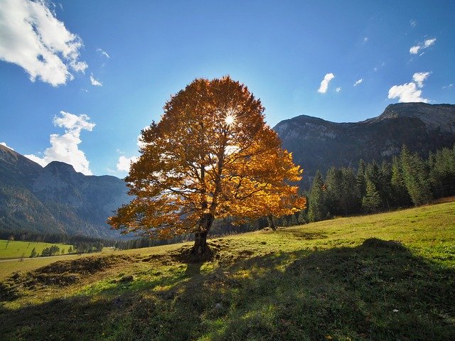 Free download Nature Landscape Autumn Maple -  free photo or picture to be edited with GIMP online image editor