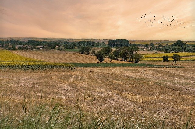 Free download nature landscape field birds free picture to be edited with GIMP free online image editor