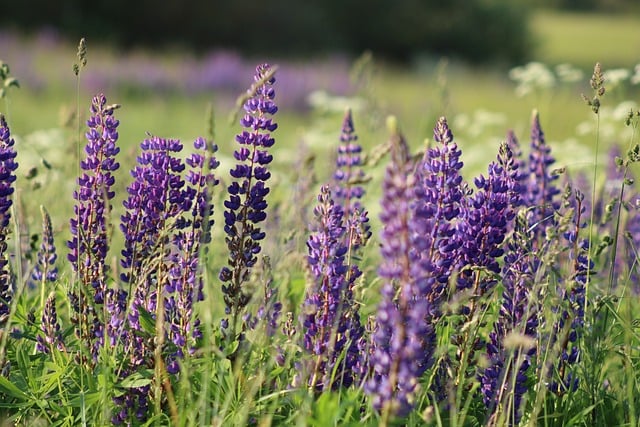 Free download nature landscape flower plant free picture to be edited with GIMP free online image editor