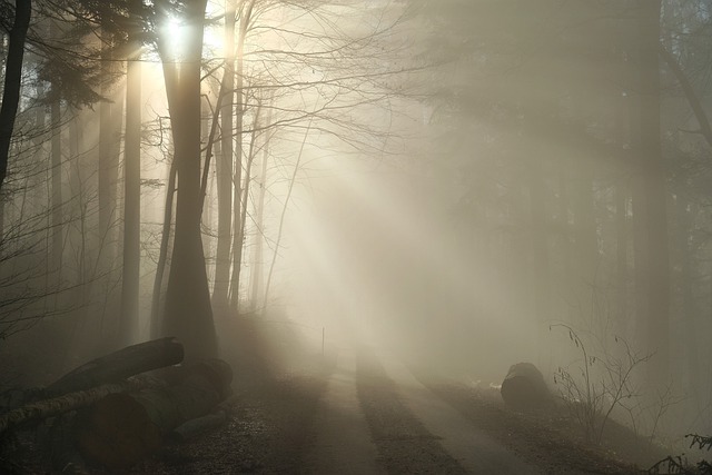 Free download nature landscape forest fog foggy free picture to be edited with GIMP free online image editor