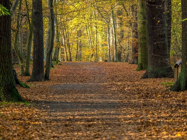 Free download nature landscape forest trees path free picture to be edited with GIMP free online image editor