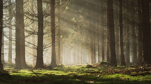 Free download nature landscape forest wooded area free picture to be edited with GIMP free online image editor