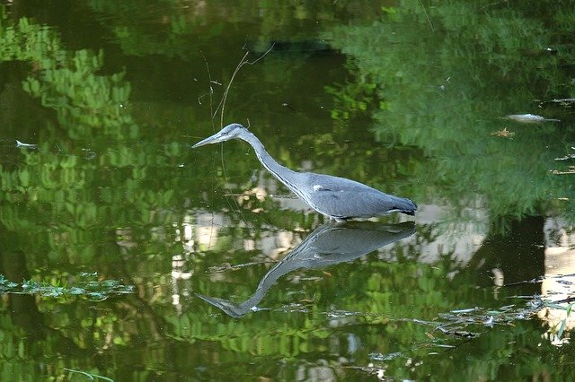 Template Photo Nature Landscape Heron Water -  for OffiDocs